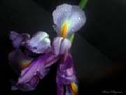 Realistic Orchid unknow artist